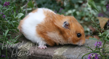 Fergie- Golden Tortoiseshell and White (Banded) Longhaired